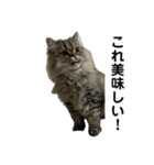 腹ペコ猫のはる（個別スタンプ：6）