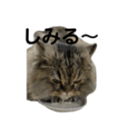 腹ペコ猫のはる（個別スタンプ：8）