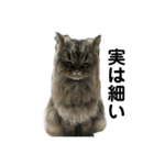 腹ペコ猫のはる（個別スタンプ：10）