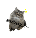腹ペコ猫のはる（個別スタンプ：12）