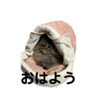 腹ペコ猫のはる（個別スタンプ：13）