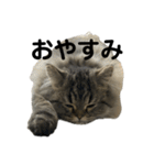 腹ペコ猫のはる（個別スタンプ：15）