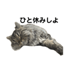 腹ペコ猫のはる（個別スタンプ：17）