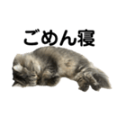 腹ペコ猫のはる（個別スタンプ：18）