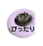 腹ペコ猫のはる（個別スタンプ：20）