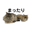 腹ペコ猫のはる（個別スタンプ：24）