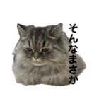腹ペコ猫のはる（個別スタンプ：25）