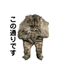 腹ペコ猫のはる（個別スタンプ：27）