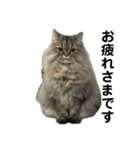 腹ペコ猫のはる（個別スタンプ：33）