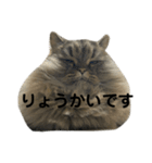 腹ペコ猫のはる（個別スタンプ：35）