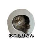 腹ペコ猫のはる（個別スタンプ：36）