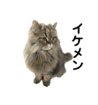 腹ペコ猫のはる（個別スタンプ：37）