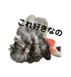 腹ペコ猫のはる（個別スタンプ：39）
