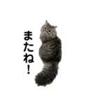 腹ペコ猫のはる（個別スタンプ：40）