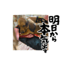 RENの愛犬ゆず（個別スタンプ：1）