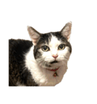 自宅の猫ミーム(冬)（個別スタンプ：1）