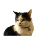 自宅の猫ミーム(冬)（個別スタンプ：2）