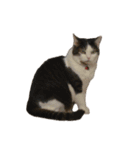 自宅の猫ミーム(冬)（個別スタンプ：3）
