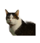 自宅の猫ミーム(冬)（個別スタンプ：4）