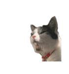 自宅の猫ミーム(冬)（個別スタンプ：5）