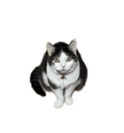 自宅の猫ミーム(冬)（個別スタンプ：6）