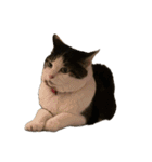 自宅の猫ミーム(冬)（個別スタンプ：7）