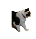 自宅の猫ミーム(冬)（個別スタンプ：8）
