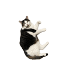 自宅の猫ミーム(冬)（個別スタンプ：9）