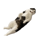自宅の猫ミーム(冬)（個別スタンプ：10）