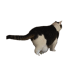 自宅の猫ミーム(冬)（個別スタンプ：11）