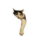 自宅の猫ミーム(冬)（個別スタンプ：12）