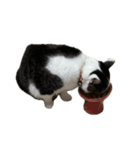 自宅の猫ミーム(冬)（個別スタンプ：13）