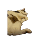 自宅の猫ミーム(冬)（個別スタンプ：14）
