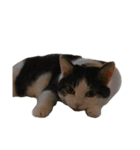 自宅の猫ミーム(冬)（個別スタンプ：15）