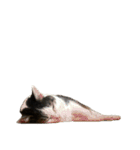 自宅の猫ミーム(冬)（個別スタンプ：17）