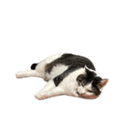 自宅の猫ミーム(冬)（個別スタンプ：18）
