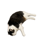 自宅の猫ミーム(冬)（個別スタンプ：19）