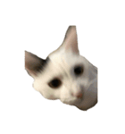 自宅の猫ミーム(冬)（個別スタンプ：21）