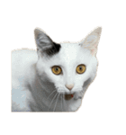 自宅の猫ミーム(冬)（個別スタンプ：24）