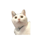 自宅の猫ミーム(冬)（個別スタンプ：25）