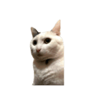 自宅の猫ミーム(冬)（個別スタンプ：26）