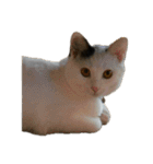 自宅の猫ミーム(冬)（個別スタンプ：28）