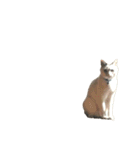 自宅の猫ミーム(冬)（個別スタンプ：29）
