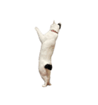 自宅の猫ミーム(冬)（個別スタンプ：31）