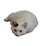 自宅の猫ミーム(冬)（個別スタンプ：33）