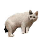 自宅の猫ミーム(冬)（個別スタンプ：34）
