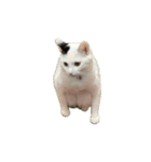 自宅の猫ミーム(冬)（個別スタンプ：36）