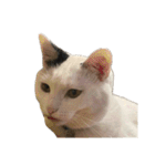 自宅の猫ミーム(冬)（個別スタンプ：37）