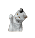 自宅の猫ミーム(冬)（個別スタンプ：38）