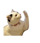 自宅の猫ミーム(冬)（個別スタンプ：39）